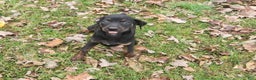 Miniature Pinscher dogs for sale: Daisy - Ad 5