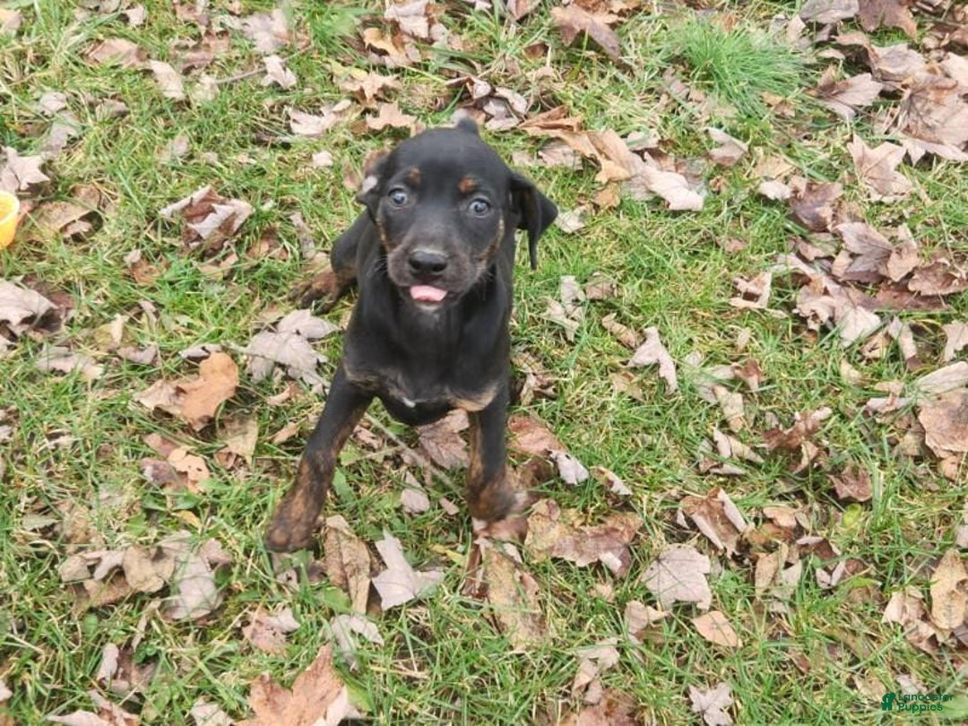 Miniature Pinscher dogs for sale: Daisy - Ad 5