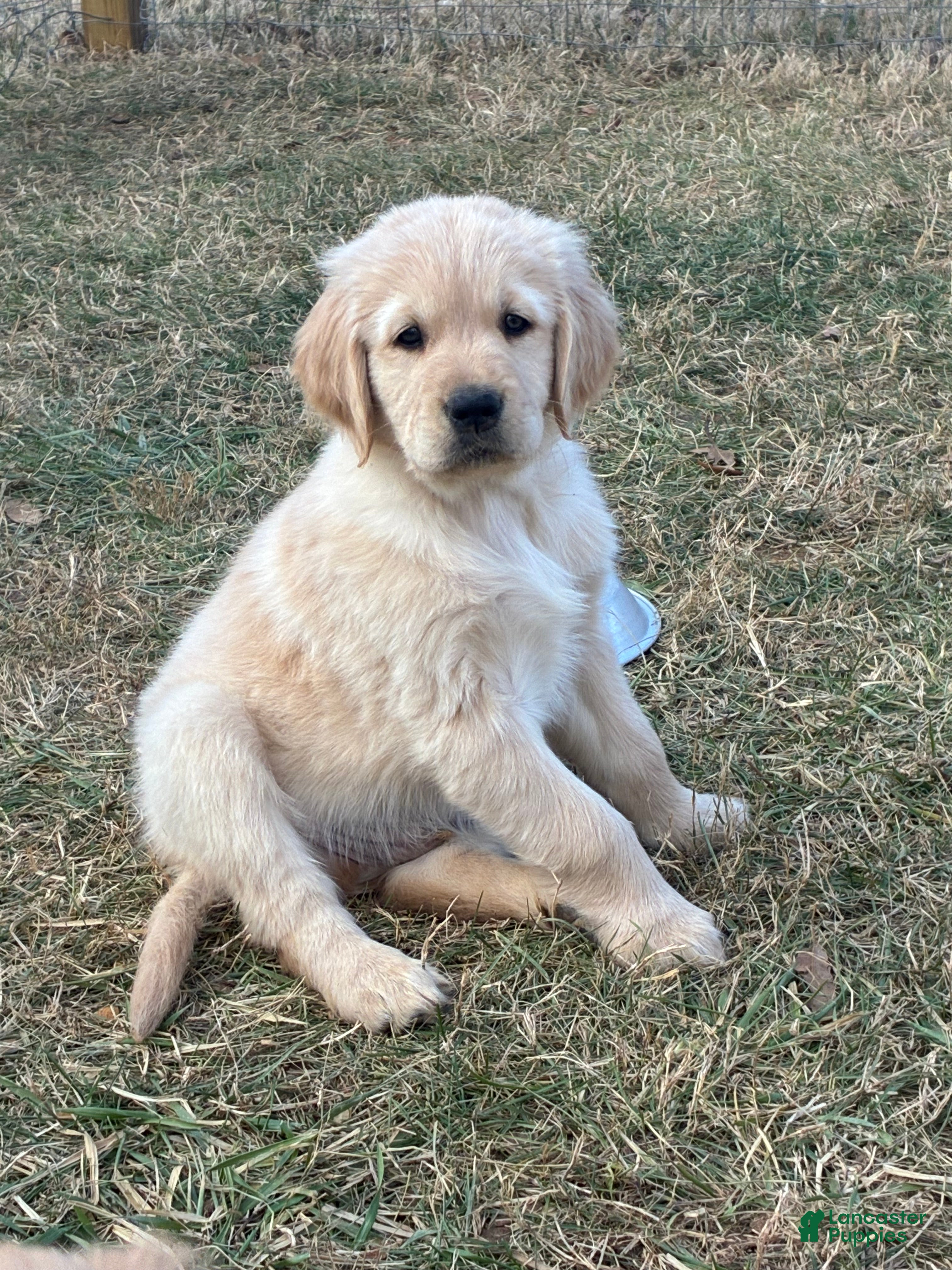 Golden Retriever dogs Thaddeus  - Ad 34