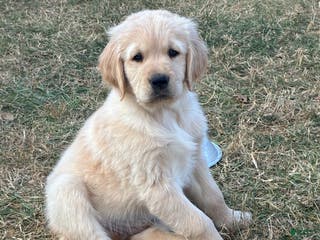 Golden Retriever dogs Thaddeus - Ad 19
