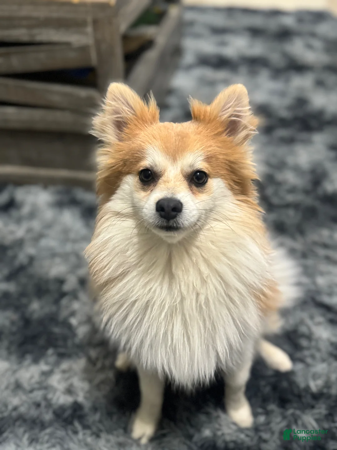 Pomeranian dogs for sale: Pomeranian Puppy 1 - Ad 1