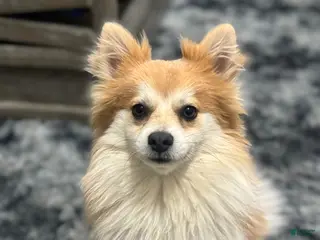 Pomeranian dogs Pomeranian Puppy 1 - Ad 5