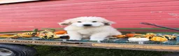Great Pyrenees dogs for sale: Nicky - Ad 1