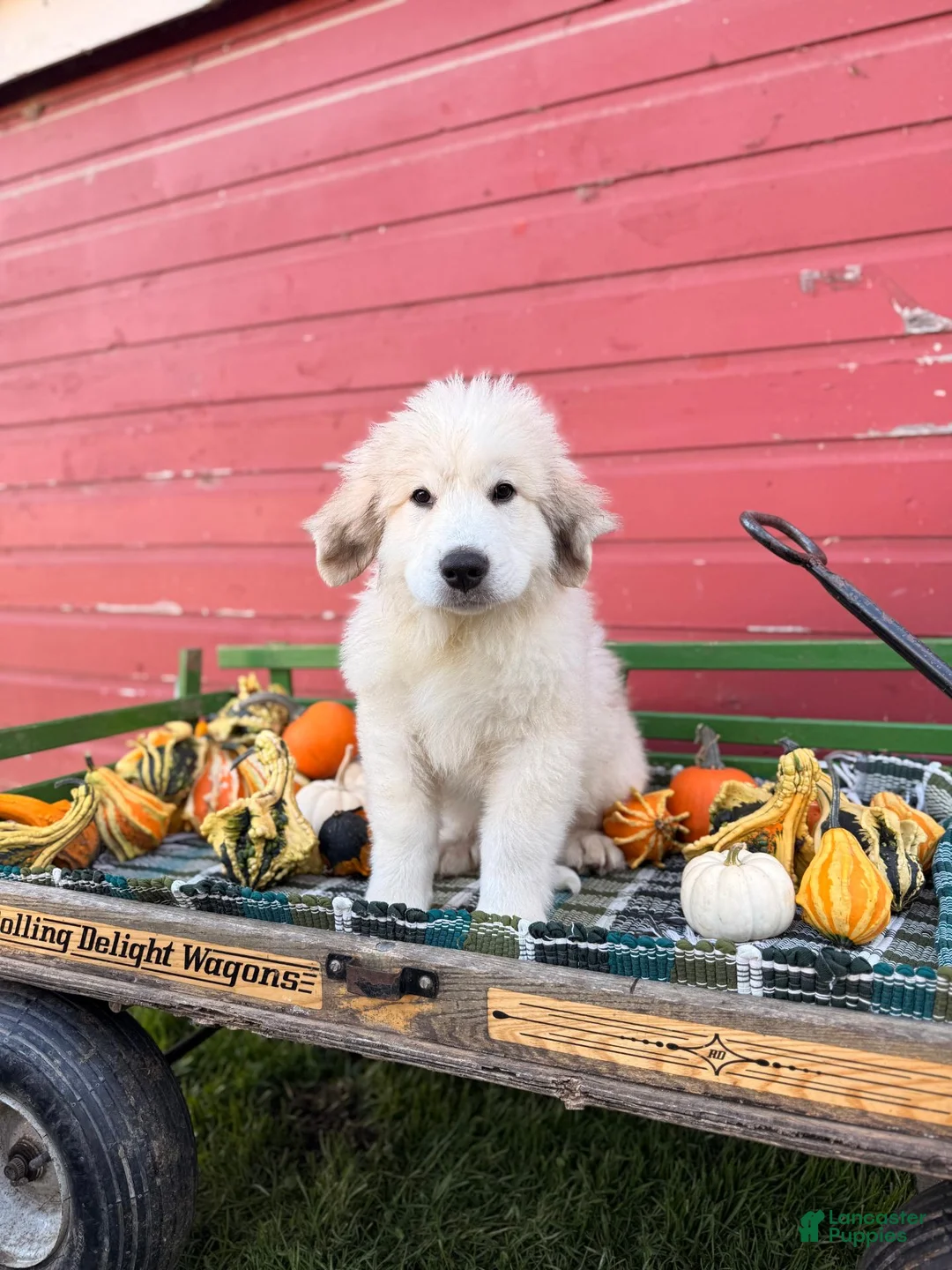Great Pyrenees dogs for sale: Nicky - Ad 1