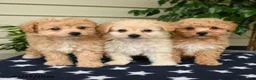 Bichpoo dogs for sale: Ashlie - Ad 5