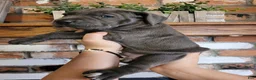 Cane Corso dogs for sale: Sol - Ad 4