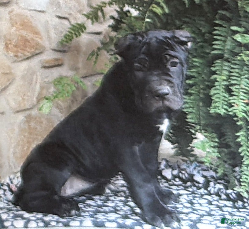 Cane Corso dogs Naomi - Ad 40