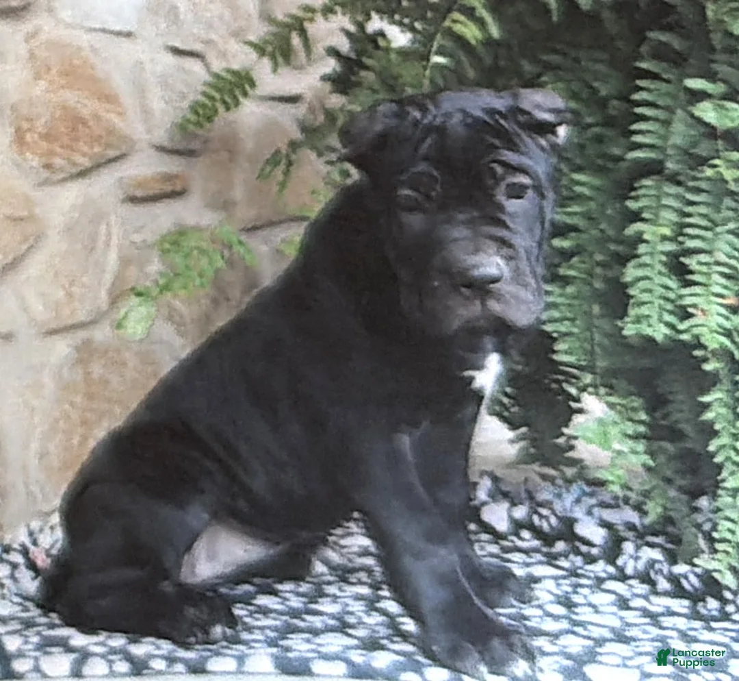 Cane Corso dogs for sale: Naomi - Ad 1