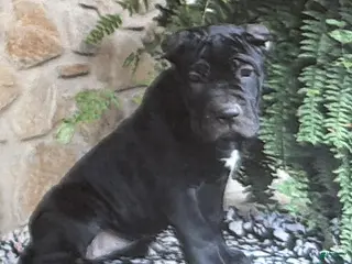 Cane Corso dogs Naomi - Ad 40
