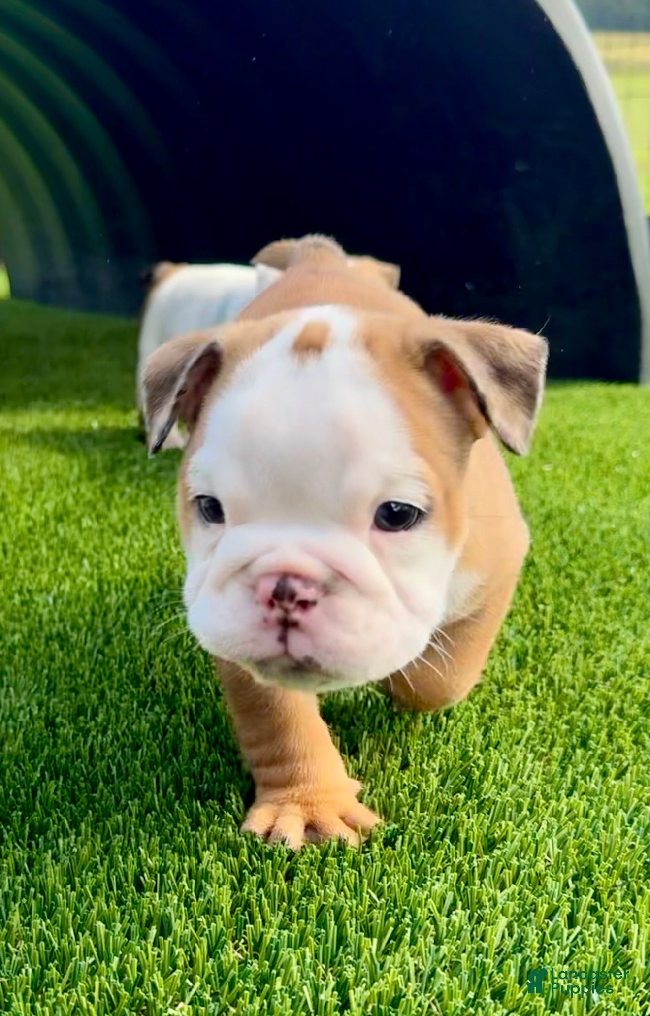 English Bulldog dogs for sale: Madam Daisy Duke of Bulldogs Inc. - Ad 3