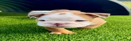 English Bulldog dogs for sale: Madam Daisy Duke of Bulldogs Inc. - Ad 1