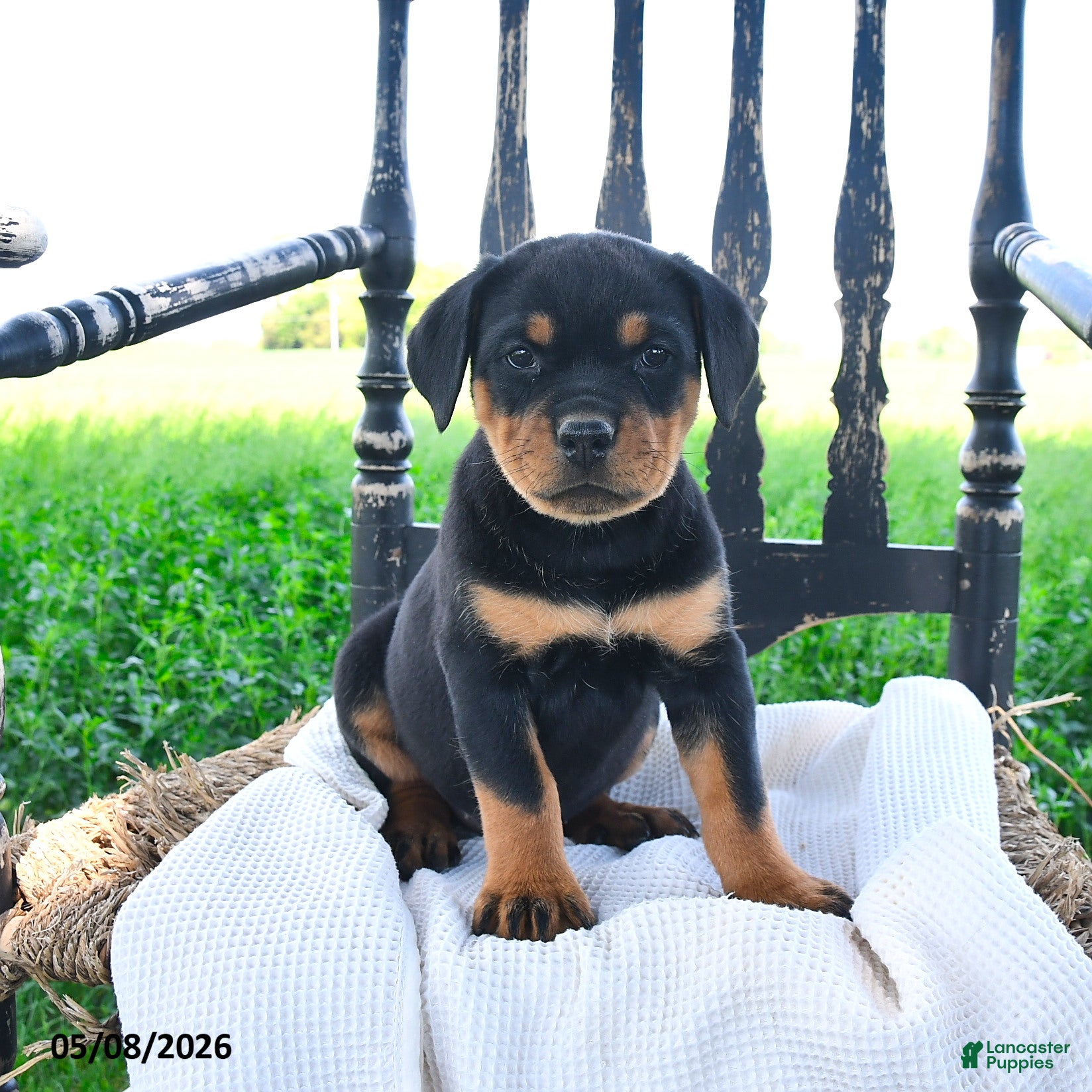 Rottweiler dogs Raven - Ad 1