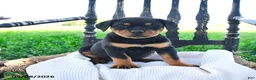 Rottweiler dogs for sale: Raven - Ad 1