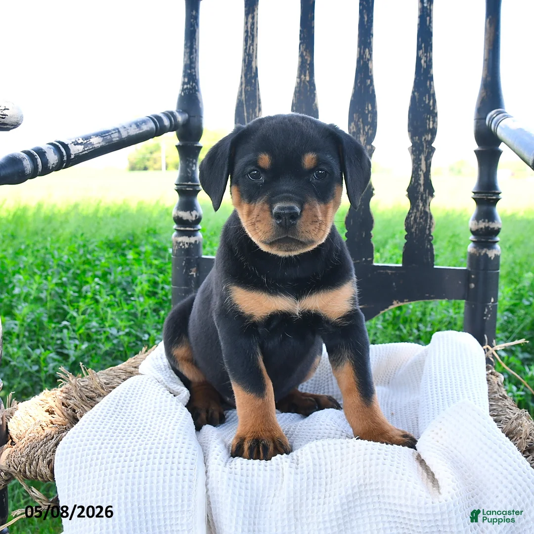 Rottweiler dogs for sale: Raven - Ad 1