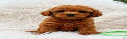 Mini Goldendoodle dogs for sale: Baxter green collar - Ad 2