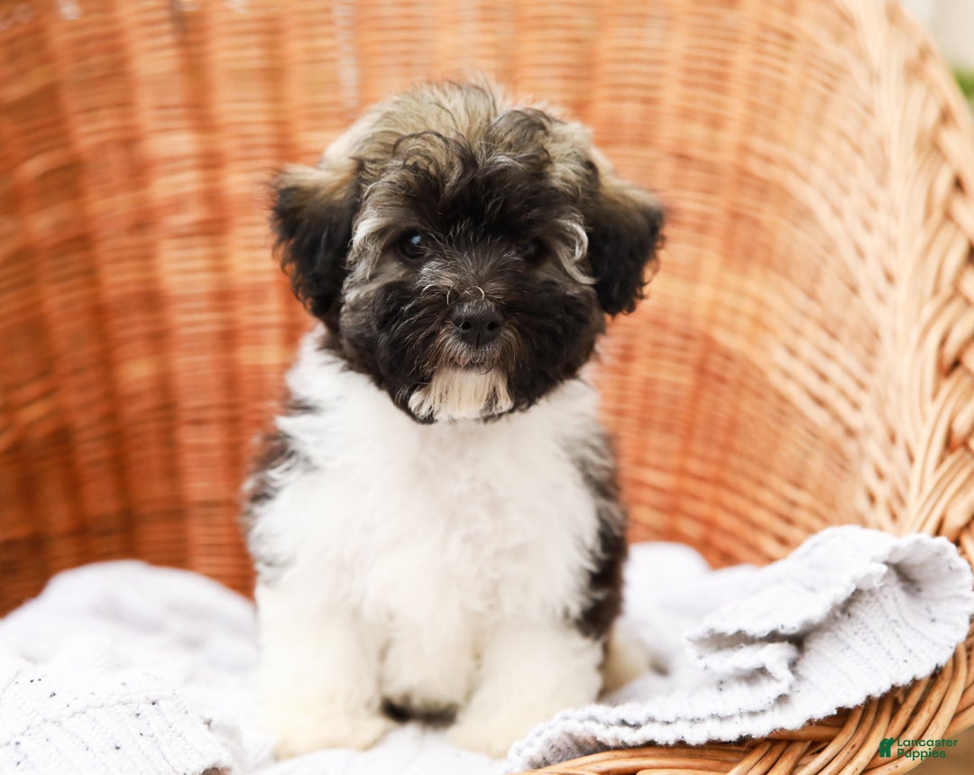 Havanese dogs for sale: Maggie AKC - Ad 3