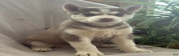 Siberian Husky dogs for sale: Ledger - Ad 2