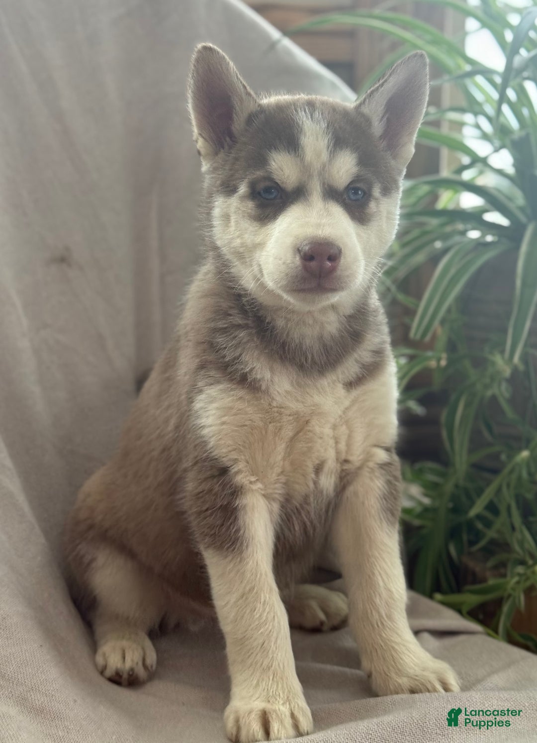 Siberian Husky dogs for sale: Ledger - Ad 2