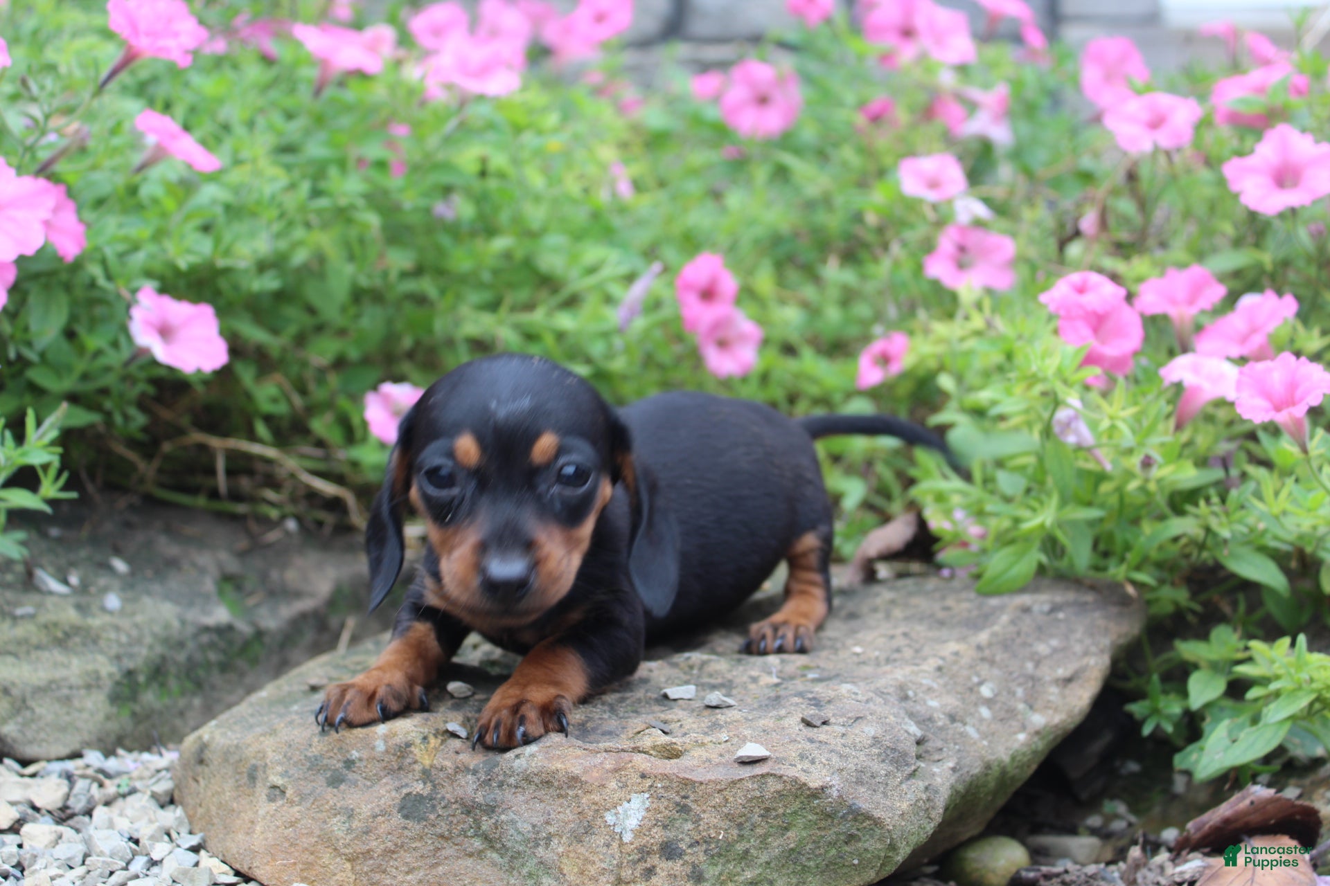 Miniature Dachshund dogs Zuzu - Ad 2