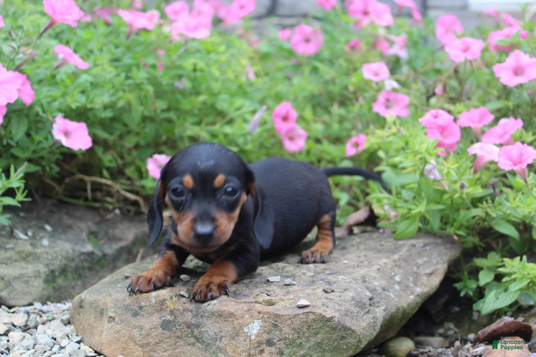 Miniature Dachshund dogs for sale: Zuzu - Ad 2