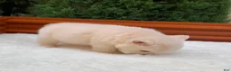 French Bulldog dogs for sale: Smokey the Bear - Ad 16