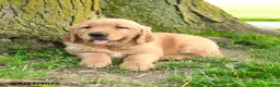 Golden Retriever dogs for sale: Princeton - Ad 5