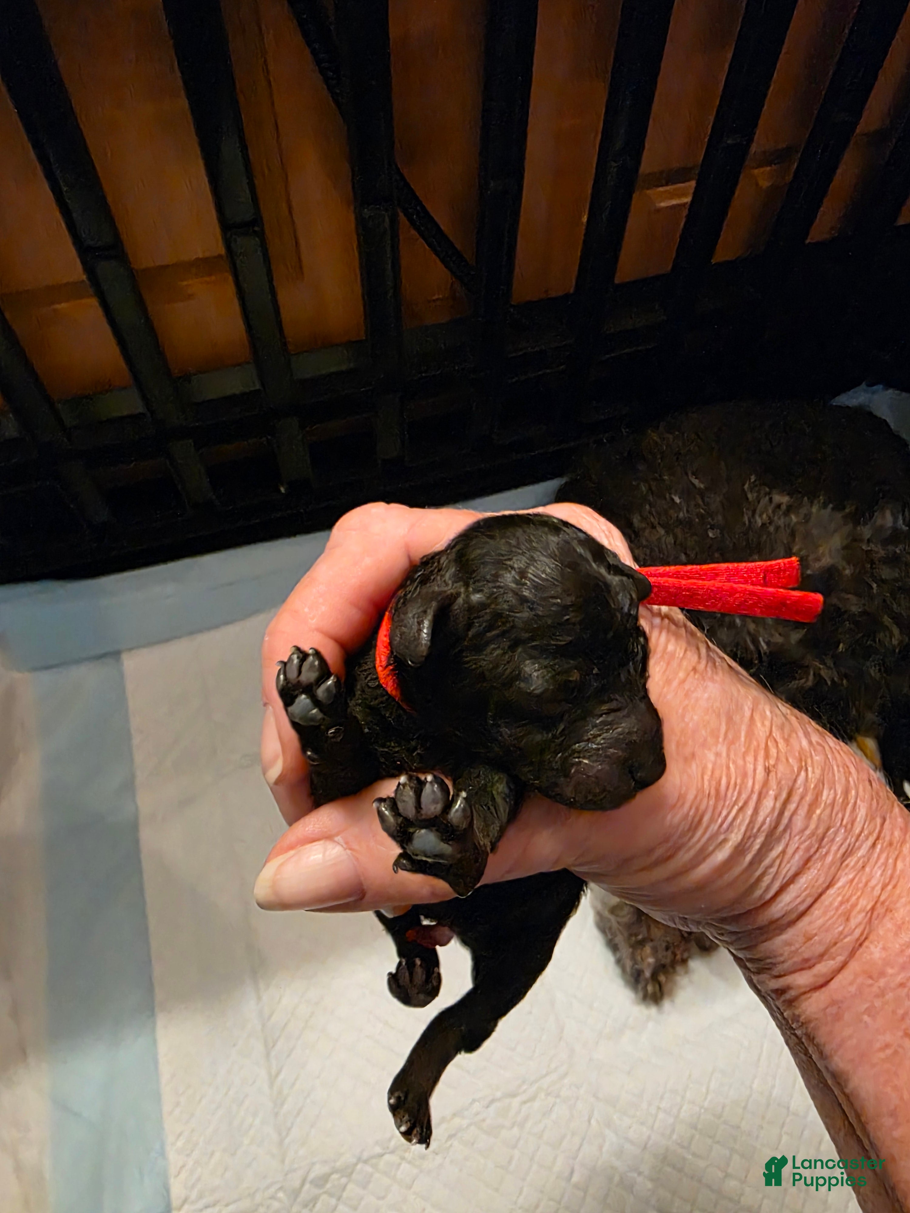 Toy Poodle dogs Toy Poodle 6 - Ad 26