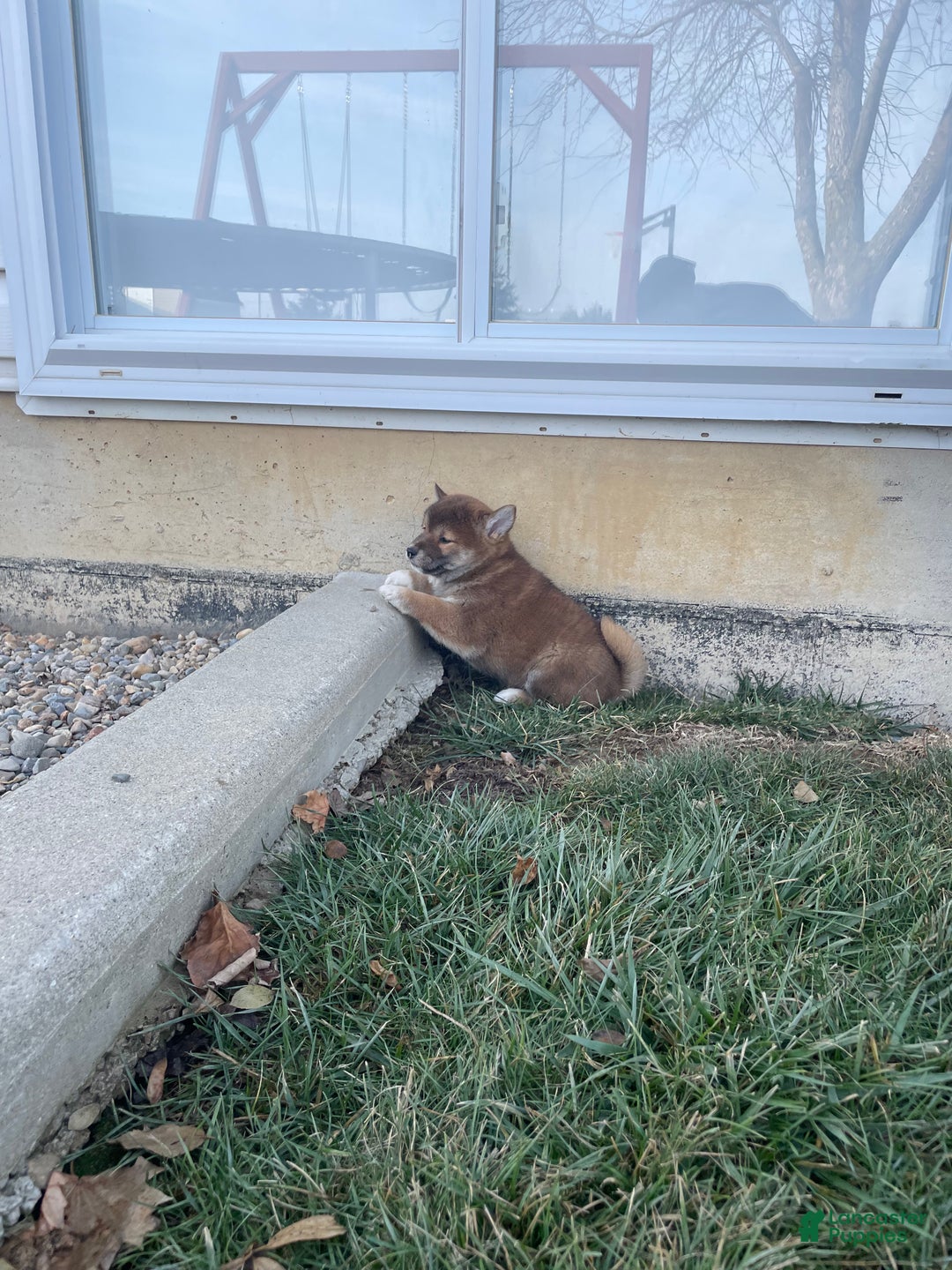 Shiba Inu dogs for sale: Tigger Shiba Inu Puppy 4 - Ad 2