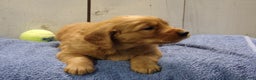 Golden Retriever dogs for sale: Oliver - Ad 3