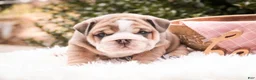 English Bulldog dogs for sale: Annaliese - Ad 3