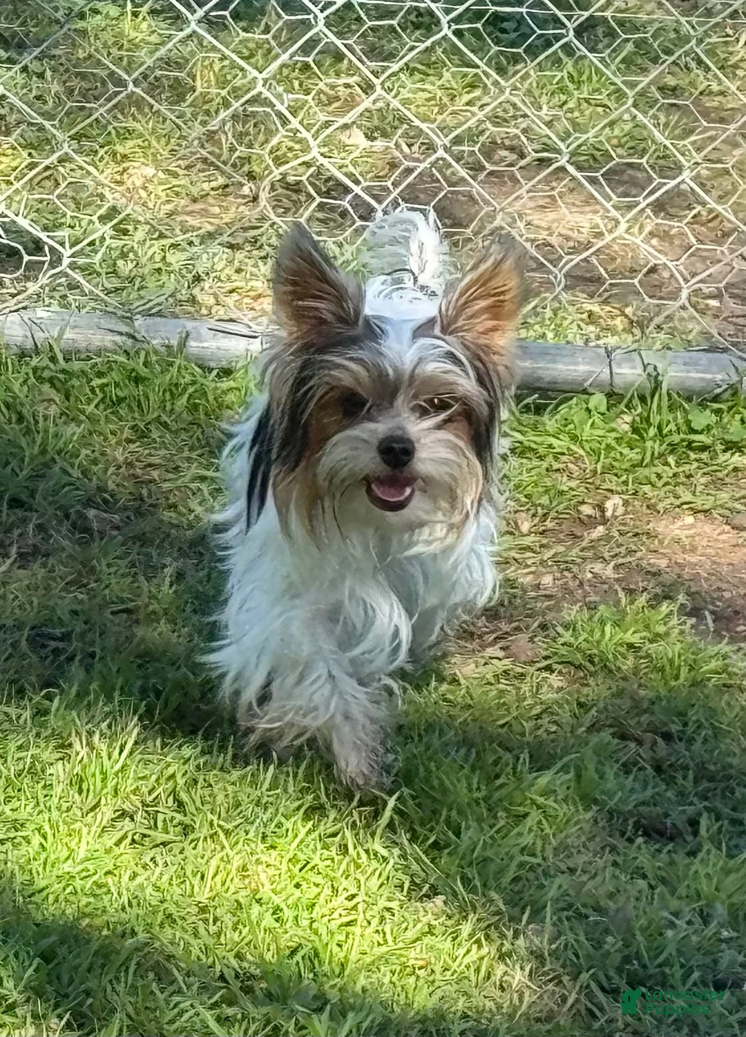Yorkshire Terrier dogs for sale: Lisa-Peach - Ad 3