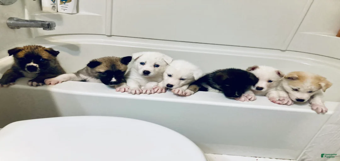 Gallery Image {{count}}