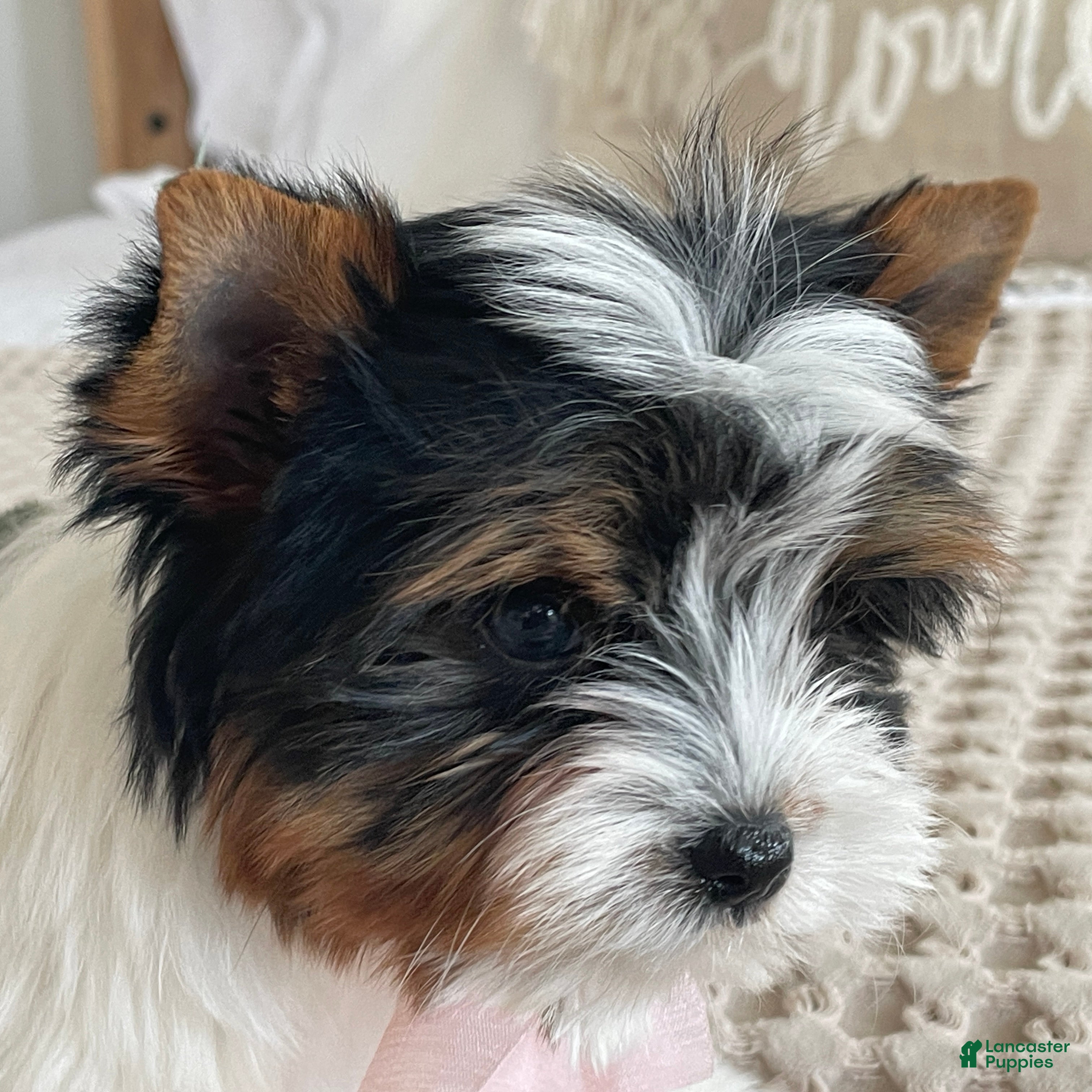 Biewer Terrier dogs Little Maya - Ad 2