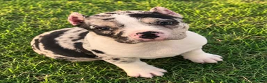 Meeka 