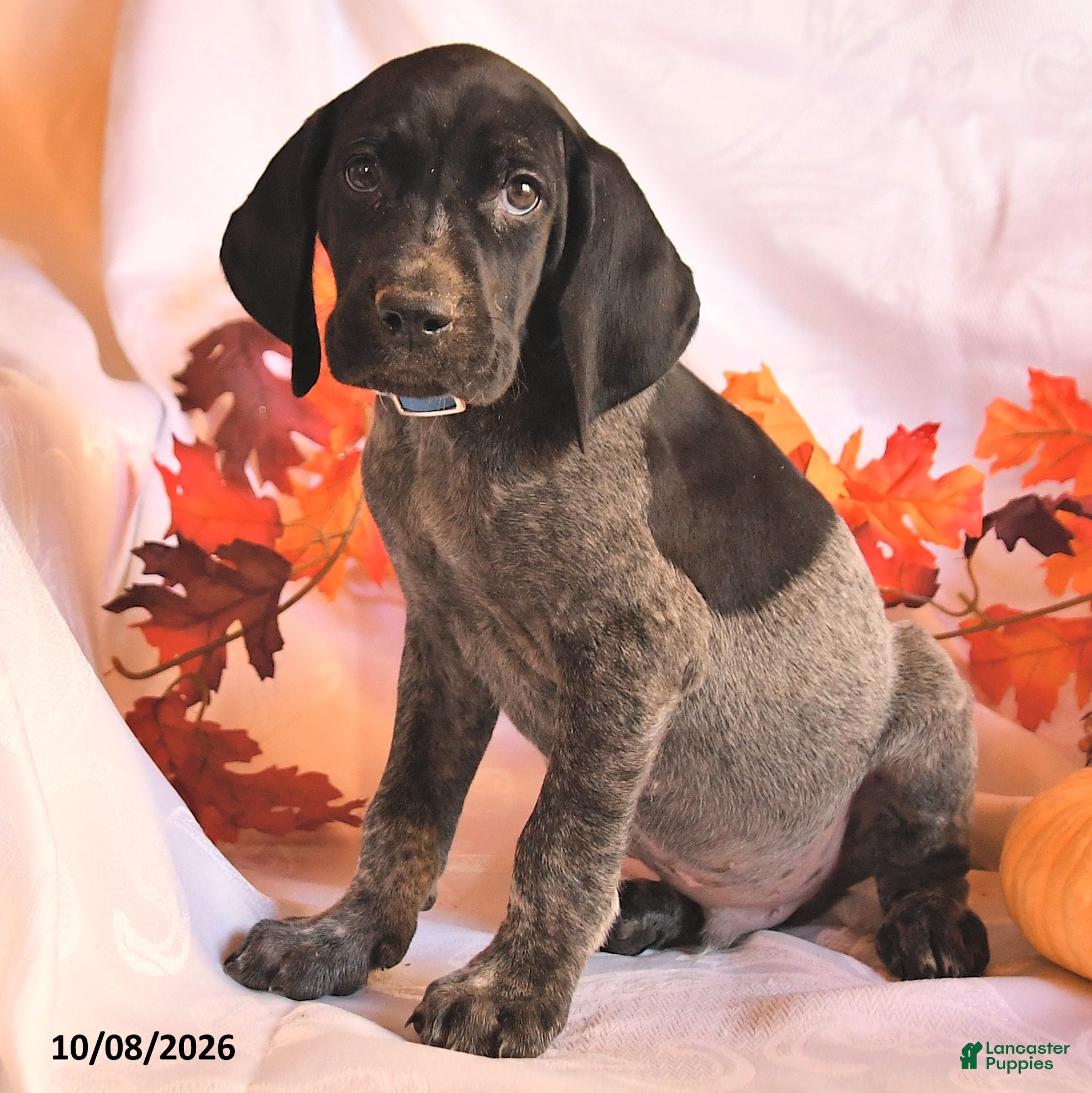 German Shorthaired Pointer dogs Casper - Ad 2