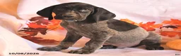German Shorthaired Pointer dogs for sale: Casper - Ad 2