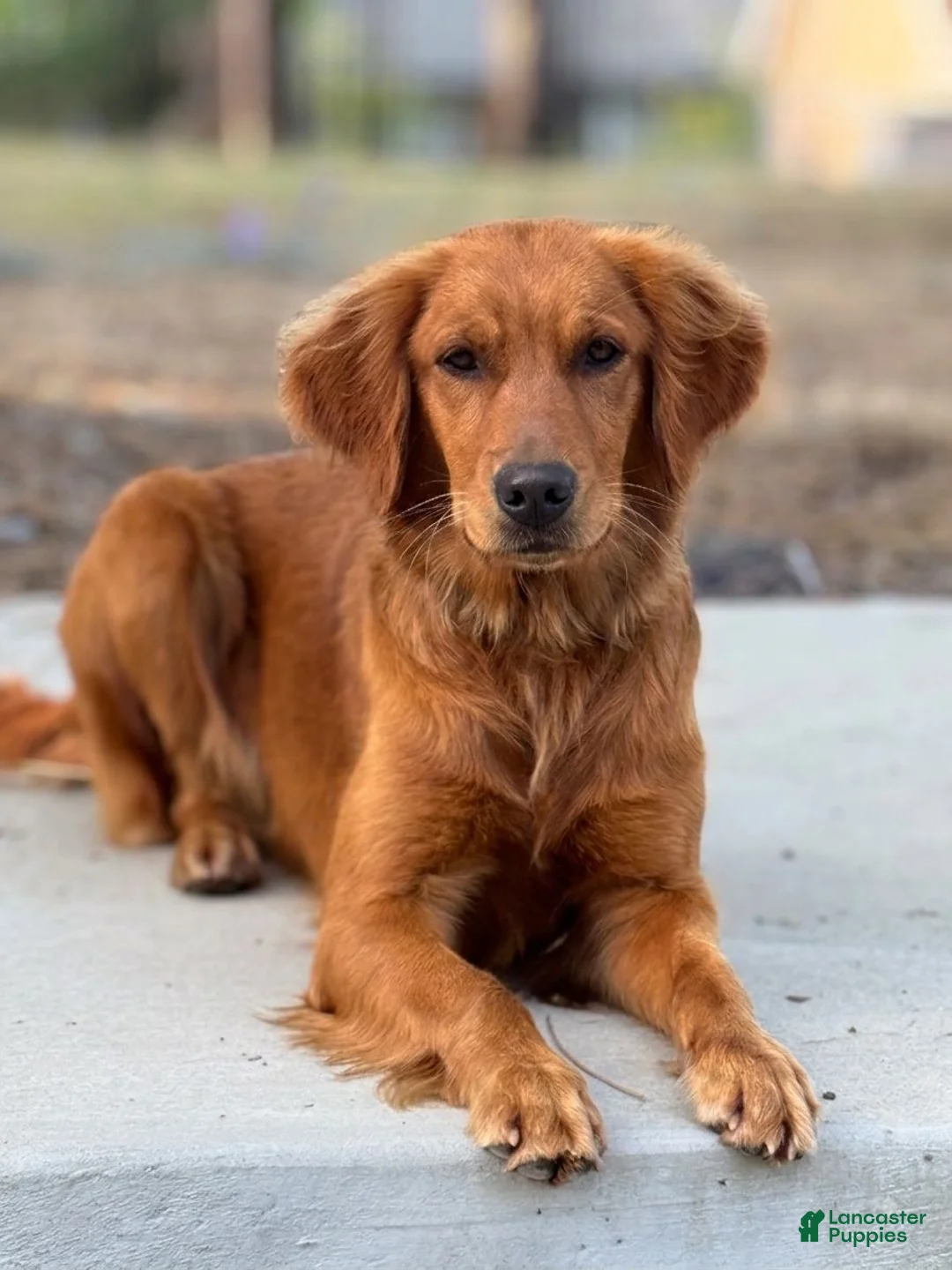 Golden Retriever dogs for sale: Golden Retriever 6 - Ad 2