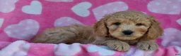 Mini Goldendoodle dogs for sale: Jingles - Ad 2