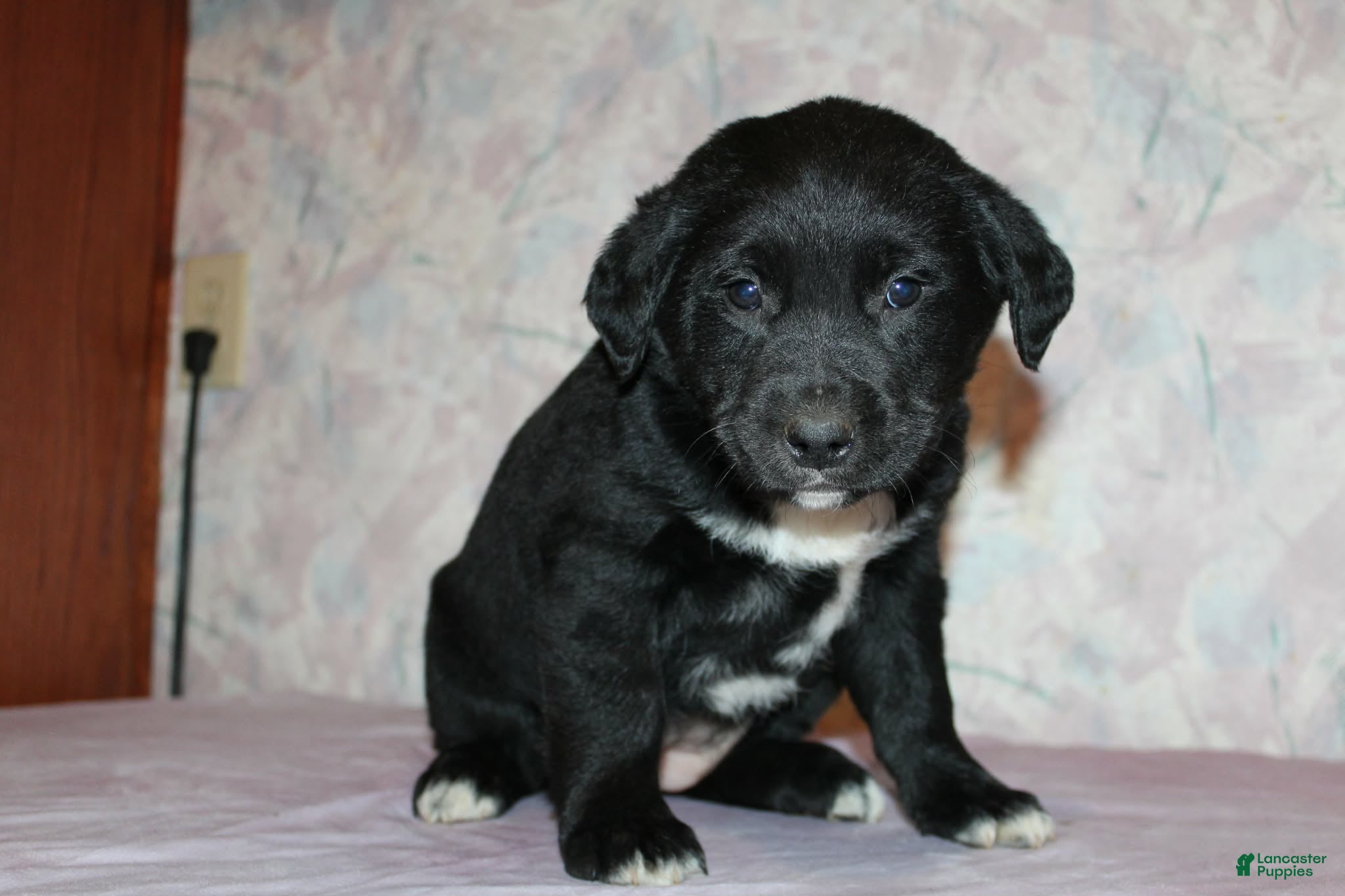 Goldador dogs Nova - Ad 11