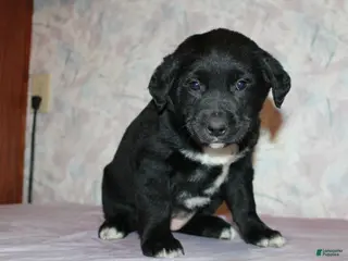 Goldador dogs Nova - Ad 5