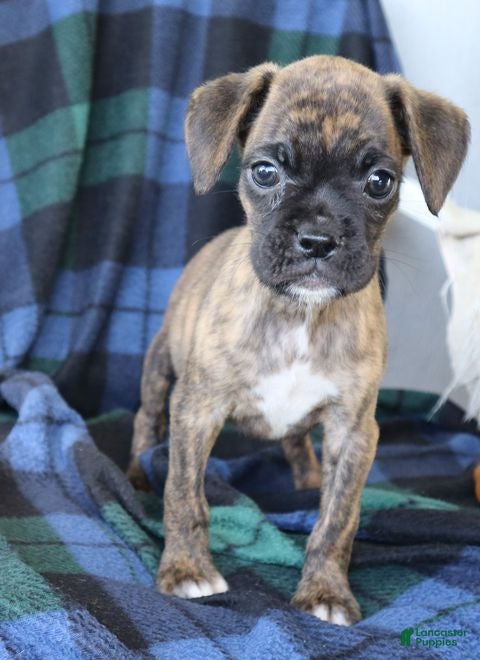Boxer dogs Julie  - Ad 1