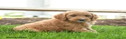 Goldendoodle dogs for sale: TJ - Ad 2
