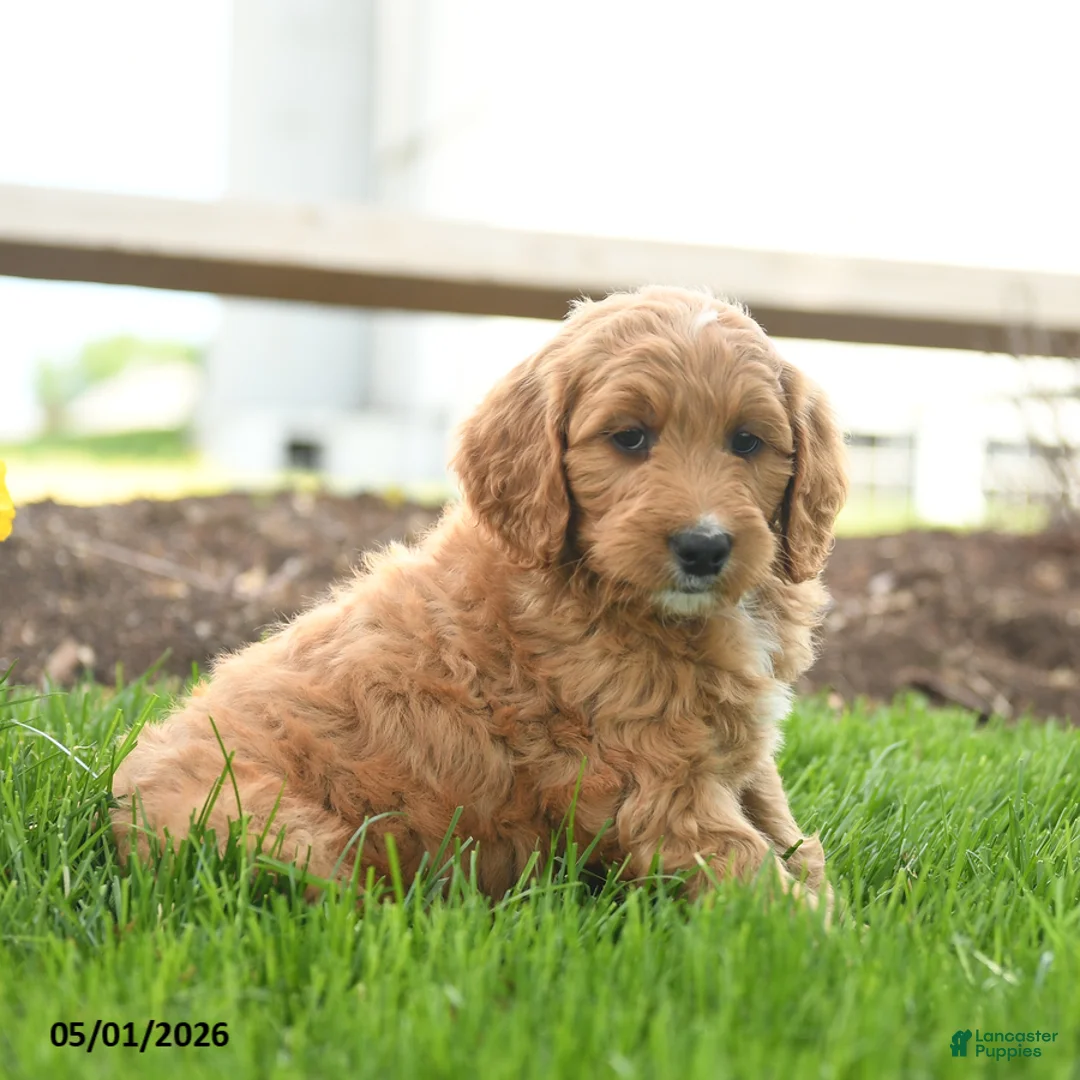 Goldendoodle dogs for sale: TJ - Ad 2