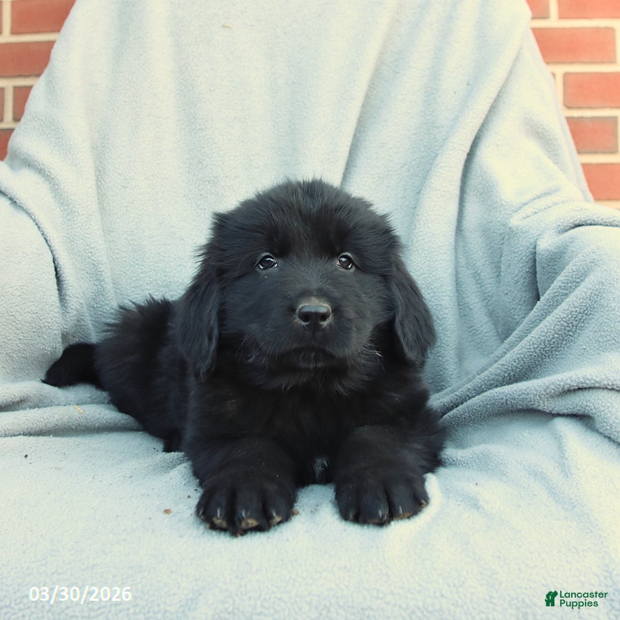 Newfoundland dogs Macy - Ad 2