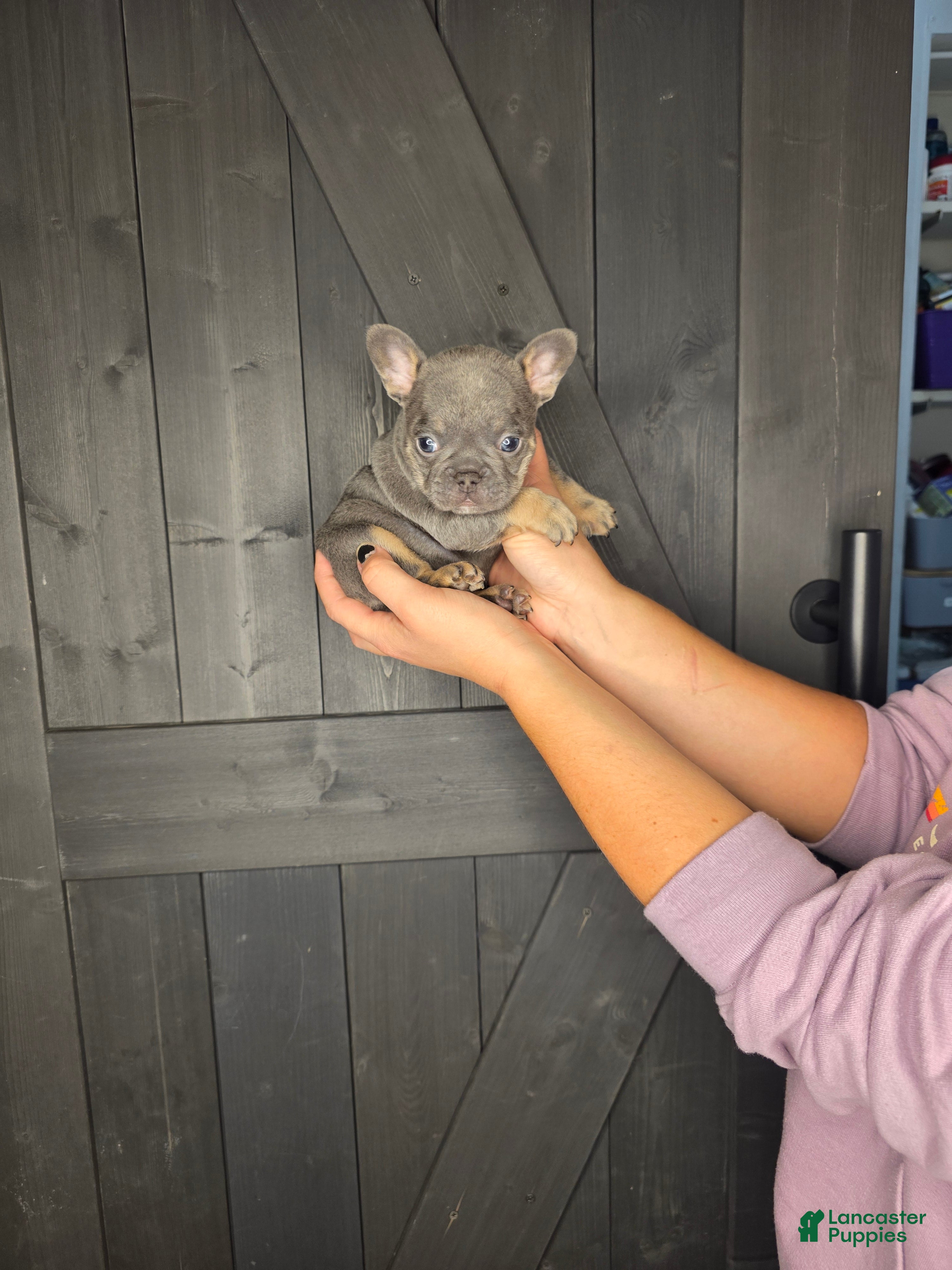 French Bulldog dogs French Bulldog Puppy 7 - Ad 18