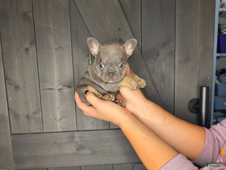 French Bulldog dogs for sale: French Bulldog Puppy 7 - Ad 4