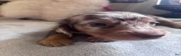 Dachshund dogs for sale: Gordon-Long Hair - Ad 7