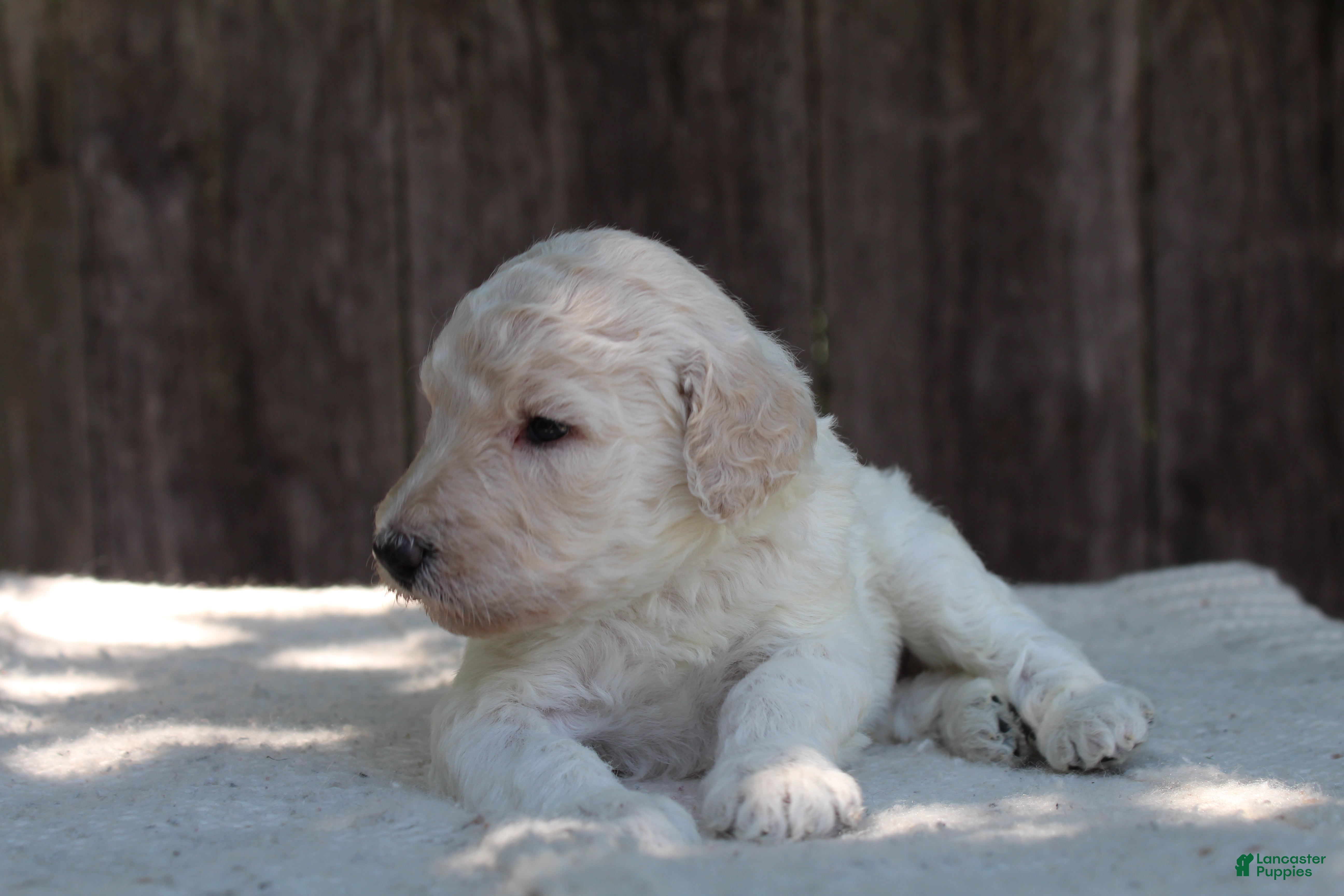Standard Poodle dogs for sale: River AKC Standard Poodle  - Ad 4