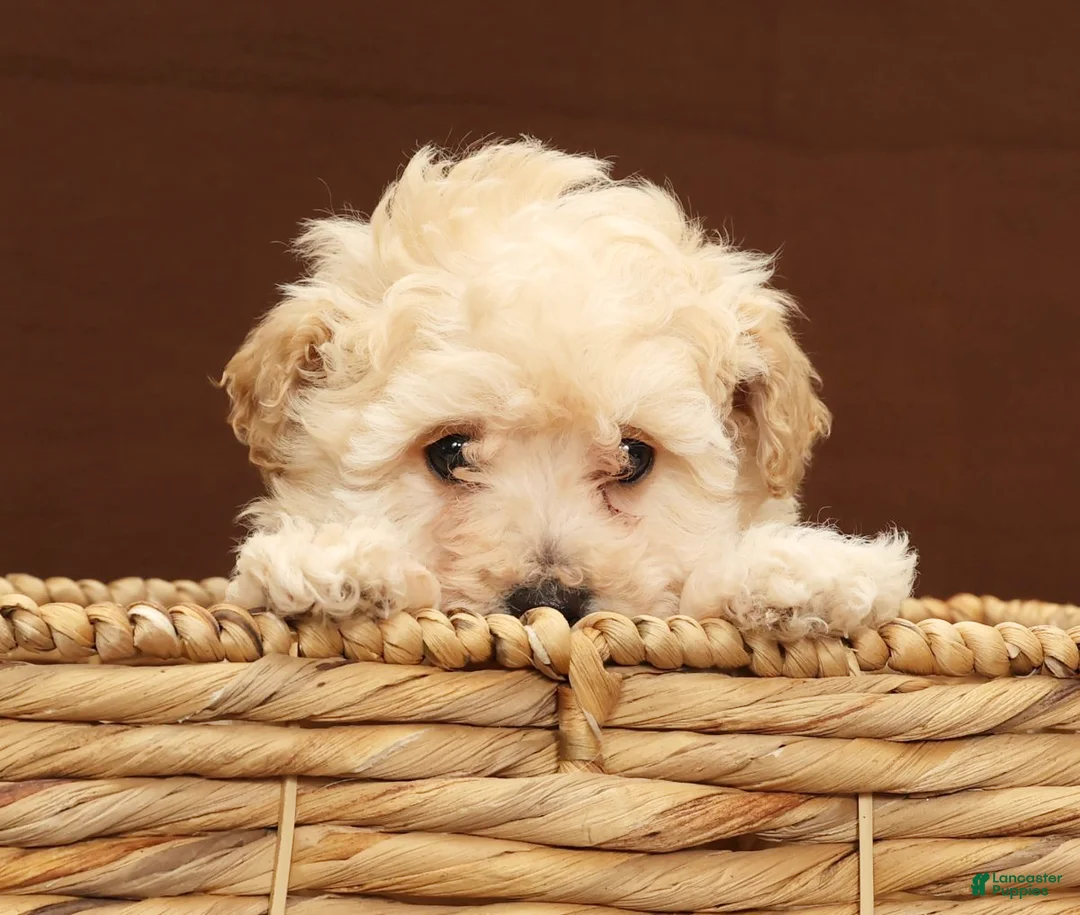 Bichpoo dogs for sale: Baxter - Ad 5