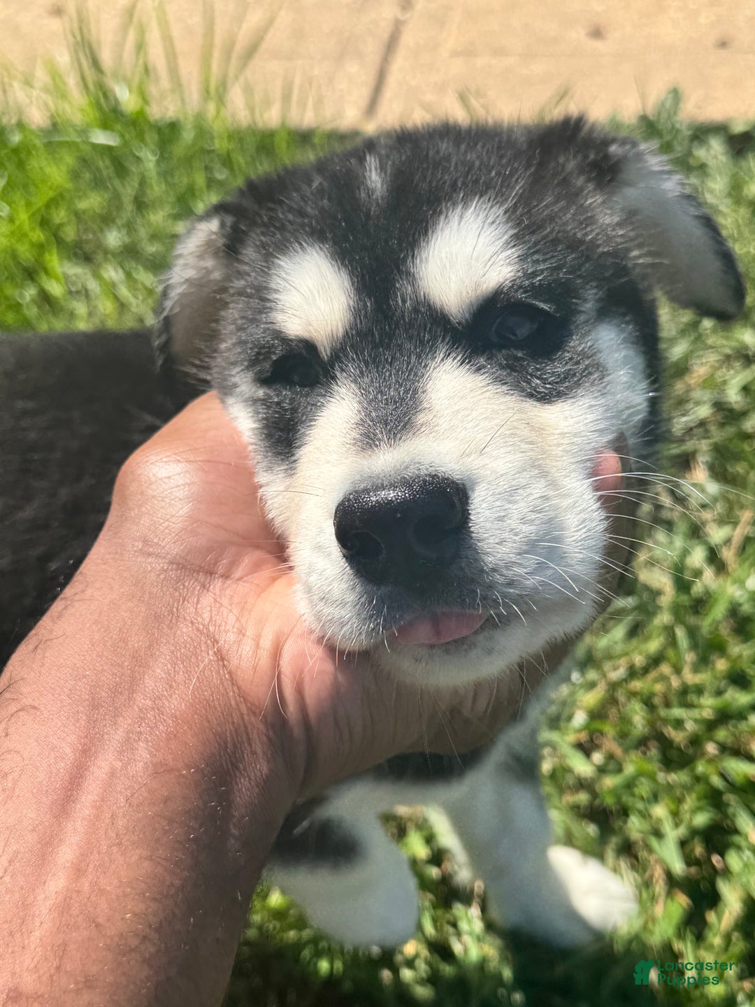 Mixed Breed dogs for sale: Kodiak - Ad 1